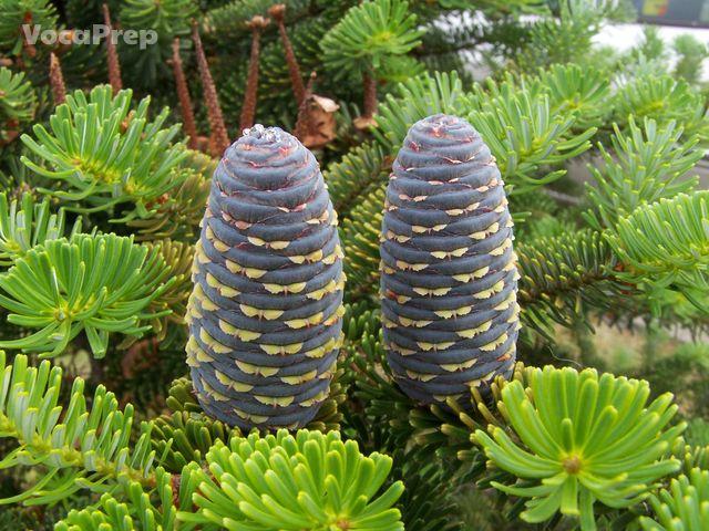 fir