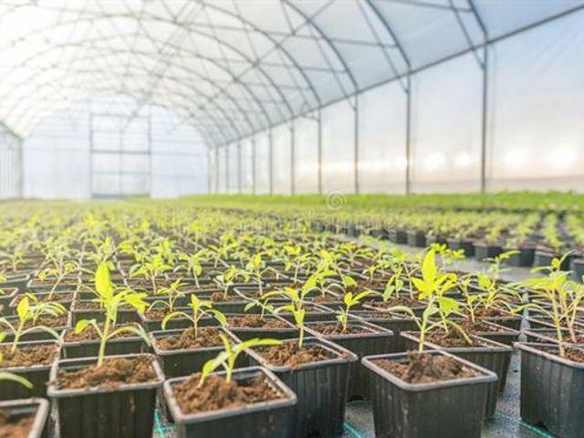 greenhouse