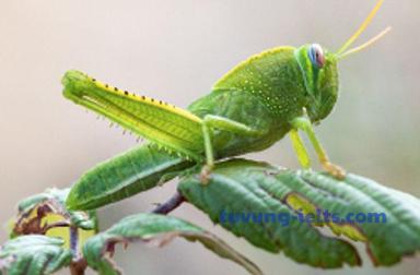 insect