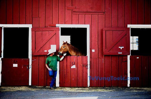 stable