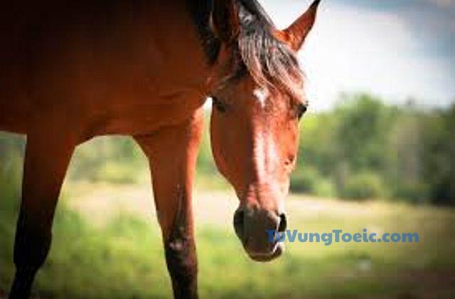 equine