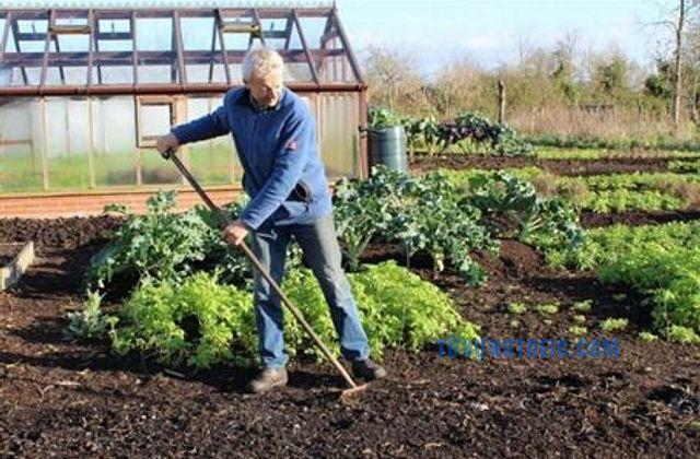 expert gardener