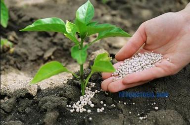 Fertilization