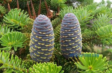 fir
