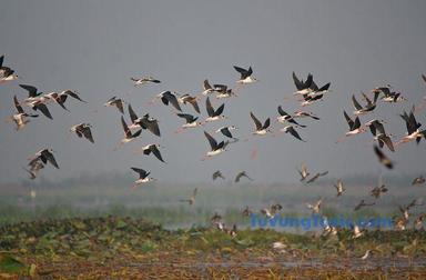 flock to