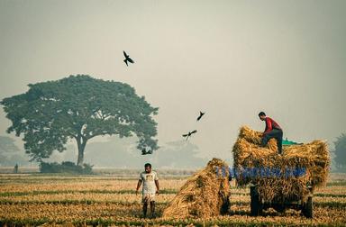 harvest