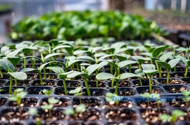seedlings