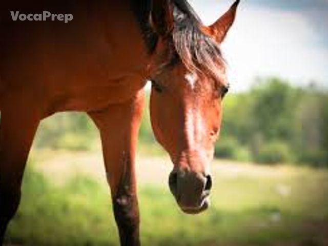 equine